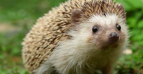 Hedgehog Pets Everything You Need To Know About Hedgehog Pets