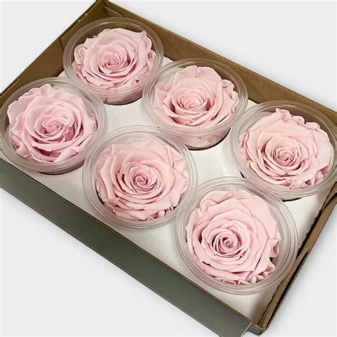 Luxury One Year Preserved Roses Light Pink Preserved Rose Heads Uk