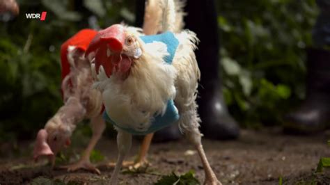 Vom Glück ein Huhn zu retten Planet Wissen Sendungen A Z Video