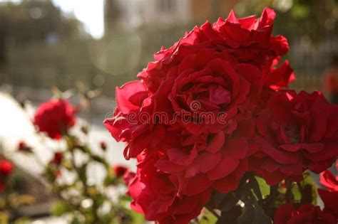 120 Backlit Red Roses Stock Photos Free And Royalty Free Stock Photos