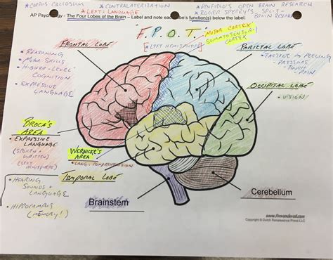 Ap Psychology Biological Bases Of Behavior Unit 2 Diagram Quizlet