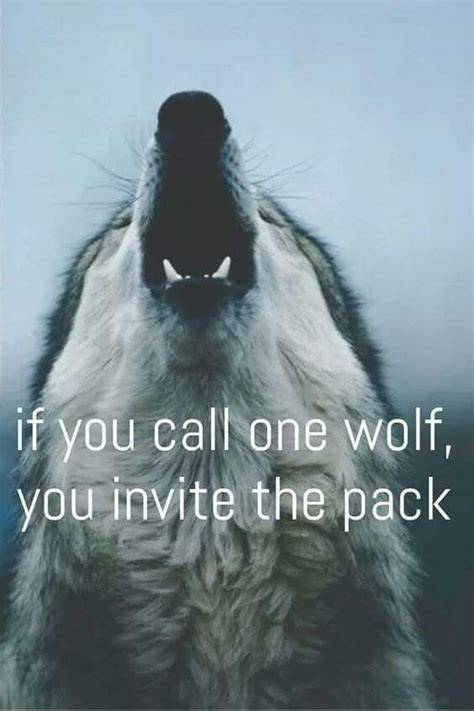 Pin By Michelle Funderburk On Spirit Animal Wolf Pack Quotes Wolf