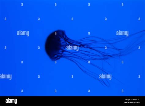 Box Jellyfish Sting Hi Res Stock Photography And Images Alamy