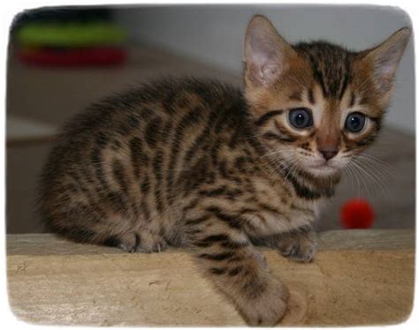 If you see a dog you would like at a petco adoption event, then you should definitely ask for information for adoption and adopt the dog. Cats For Adoption At PetcoPet Photos Gallery - Cats : Pet ...