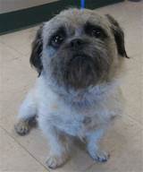 Pictures of Pug Shih Tzu Mix Health Problems