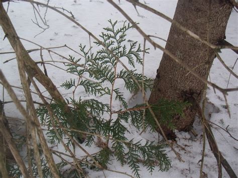 Eastern White Cedar Thuja Occidentalis Edible And Medicinal Uses Of