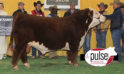 Western States National Hereford Show Polled Bulls The Pulse