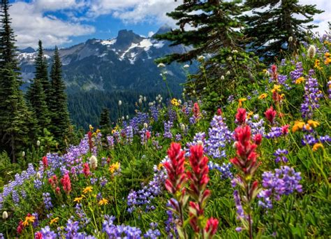 Mount Rainier National Park Mountains Meadow Flowers