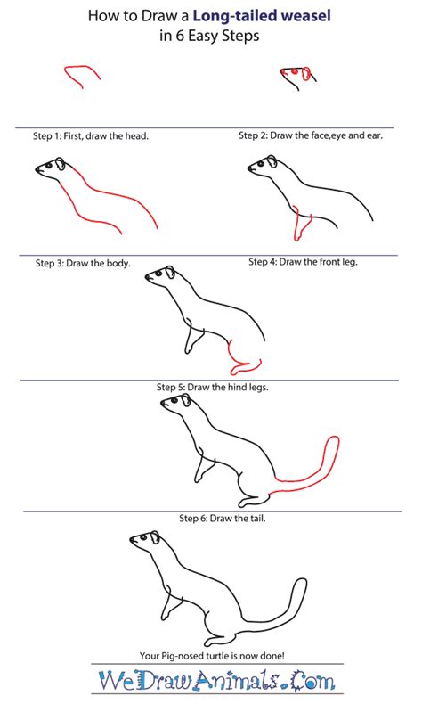 How To Draw A Long Tailed Weasel