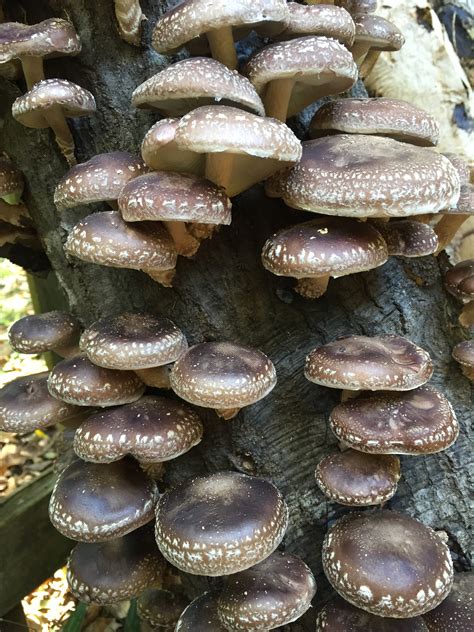 How to Grow Shiitake Mushrooms | Tallahassee.com Community Blogs