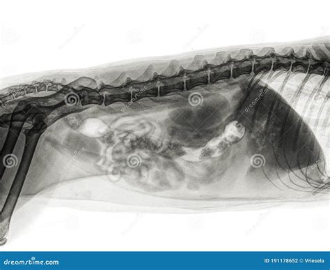 X Ray Of The Abdomen Of A Cat Stock Photo Image Of Hospital Medicine