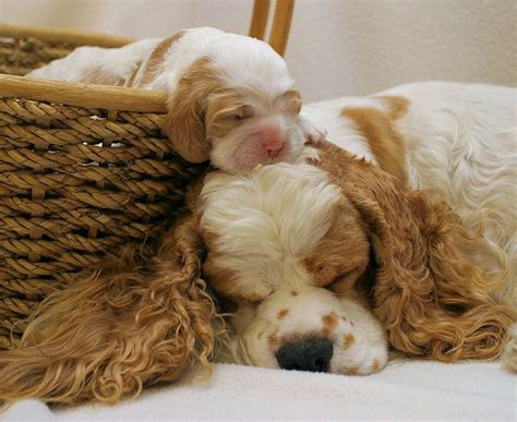 Akc registered cocker spaniel puppies in wisconsin. Joanna - A Red and White Parti Color American Cocker Spaniel | Cocker spaniel puppies, American ...