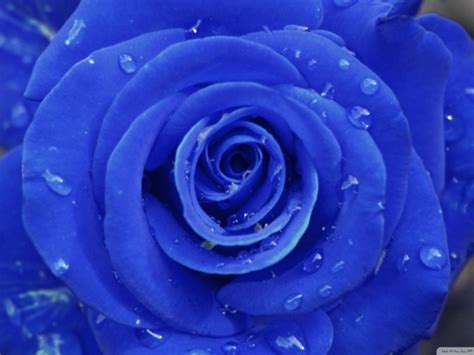 Blue Rose On A Gray Background Wallpapers And Images Wallpapers