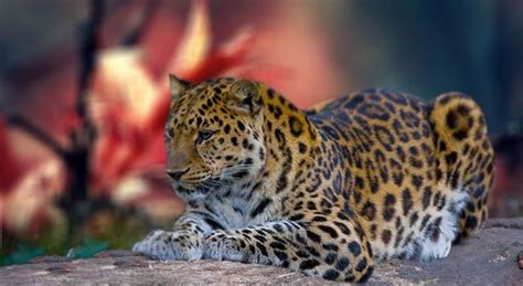 Amur Leopard Is The Most Dangerous Big Cat Calls Mammalia