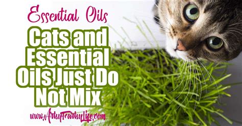 Which essential oils for cats are safe? Warning! Essential Oil Diffusers Are Harmful To Cats