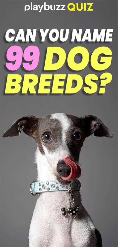 Man's best friend has a funny way of communicating sometimes, but almost everything your dog does has meaning. Can You Name 99 Dog Breeds? | Dog quizzes, Dog breed quiz ...