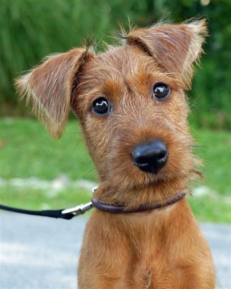 Irish Terrier Artofit