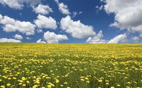 Yellow fields | Field wallpaper, Flower field, Flowers nature