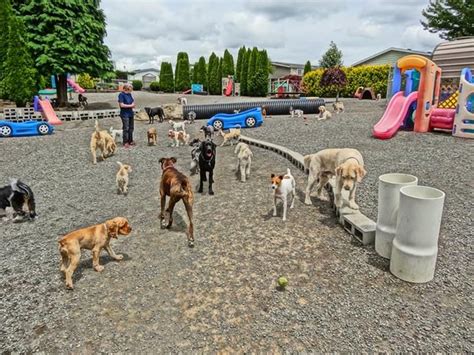 We did not find results for: This is the best Doggie Daycare anywhere! | Cat playground ...