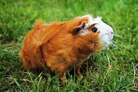 How Big Do Guinea Pigs Get Size Growth Chart Pet Keen