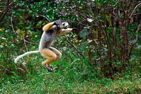 Diademed Sifaka Lemur Propithecus Diadema Ndash Salta De La Naturaleza