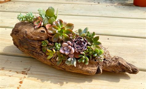 My First Try At Making A Driftwood Arrangement I Am Pretty Proud ️