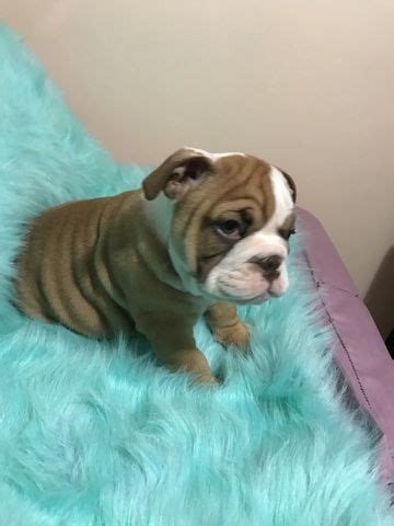 From sandov's english bulldog we want to advise you on how to avoid falling into the hands of scammers! English Bulldog puppy for sale in REVERE, MA. ADN-65337 on PuppyFinder.com Gender: Male. Age ...