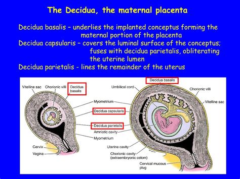 Ppt Histology Of The Breast And Placenta Powerpoint Presentation