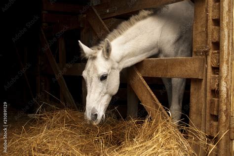 White Horse Eating Hay Straw Grass In The Stable A Farm Animal On
