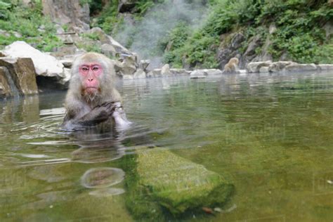 Cute Monkey Taking Bath In Pond Stock Photo Dissolve