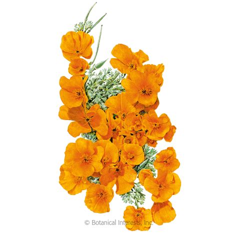 What is the better way to celebrate a birthday, anniversary, wedding or romantic day, than a beautiful flower bouquet from pickup flowers? Orange California Poppy Seeds , View All Flowers ...