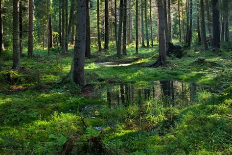 Ignoring Scientists Poland Begins Logging Famous Primeval Forest