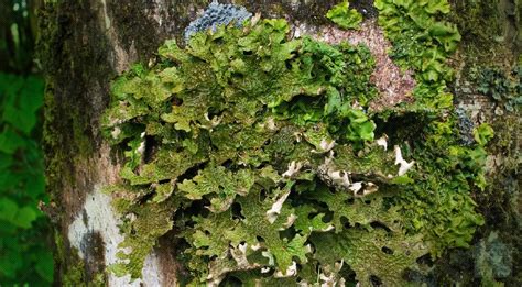 We did not find results for: Monterey Bay Spice Co. - Lungwort lichen