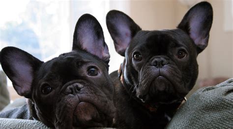 Dogs With Big Ears The 16 Most Pups That Will Warm Your Heart