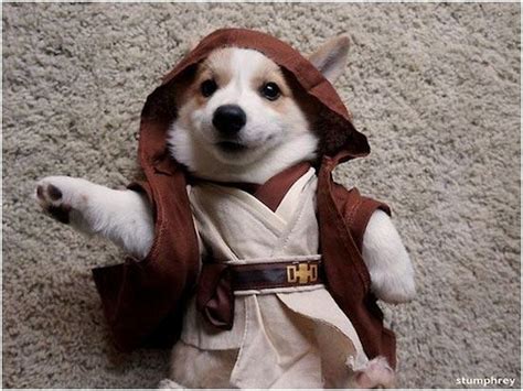 17 Best Images About Corgis Galor On Pinterest Star Wars Jedi