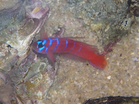 The Online Zoo Catalina Goby