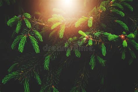 Young Green Shoots On Branches Coniferous Treesgrowing Pine Tree With