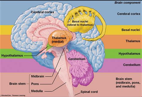 Central Nervous System Cns Physiology Nervous System Anatomy Brain
