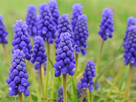 Hyacinths How To Plant And Care For Hyacinth Hgtv