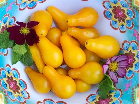 Yellow Pear Heirloom Cherry Tomato Vegetable Seeds Etsy