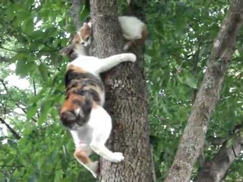 So he decided to scale the cypress tree in the dark. Mama Cat Instructs Kitten on Tree Climbing - YouTube