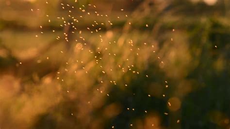 Swarm Of Gnats At Sunset Stock Footage Video 3967492 Shutterstock