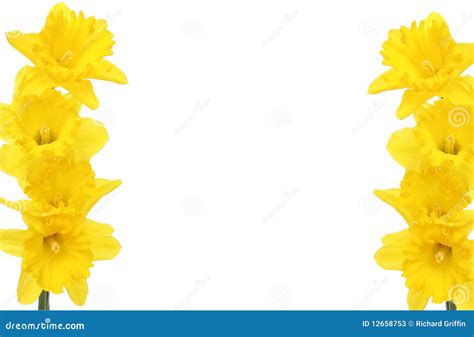 Daffodil Frame Stock Photos Image 12658753