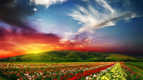 India 4k Valley Of Flowers Meadows Roses Sunset Clouds Hd Wallpaper