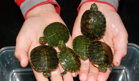 Especies De Tortugas De Agua Dulce Que Puedes Adoptar ¡descúbrelas