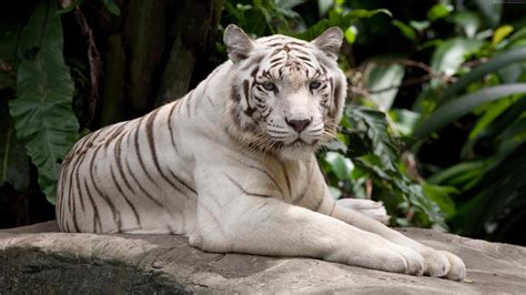 For those of you who like animal pictures, here is an application that has the theme white tiger wallpapers that will change the look on your phone to be even more interesting. White Tiger UHD 4K Wallpaper | Pixelz