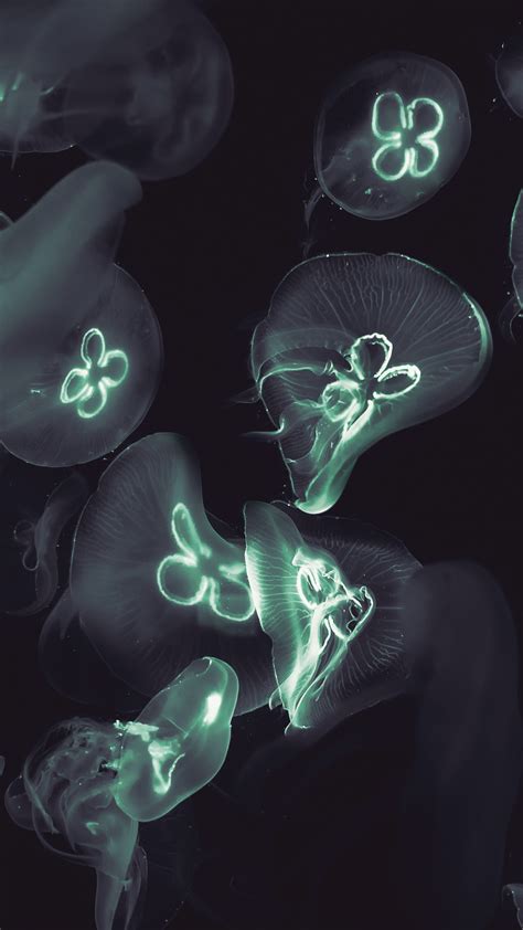 Feb 09, 2014 · i really love this feature. Glowing Jellyfish 1080 x 1920 HD Wallpaper