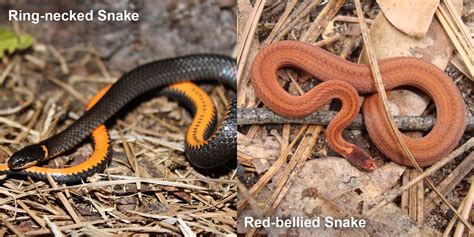 Red Bellied Snake Florida Snake Id Guide