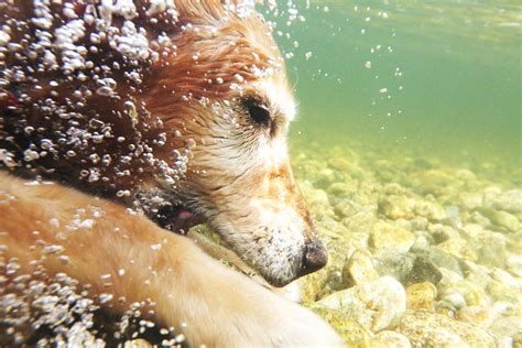 Underwater Dog Photography Muddy Love Pet Photography