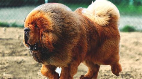 Tibetan Mastiff Pics Interesting Facts About Tibetan Mastiff Disk